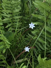 Campanula aparinoides