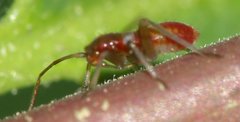 Closterotomus fulvomaculatus