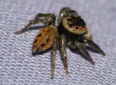 Hasarius adansoni