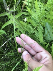 Campanula aparinoides