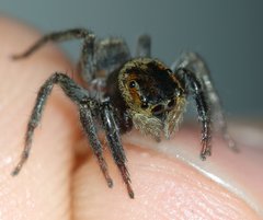 Hasarius adansoni