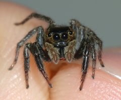 Hasarius adansoni