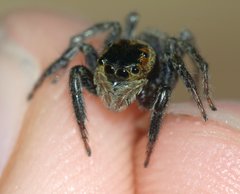 Hasarius adansoni