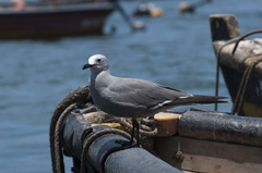 Leucophaeus modestus