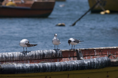 Leucophaeus pipixcan