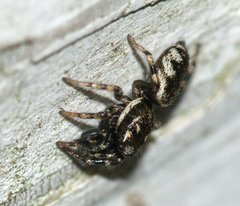 Salticus zebraneus