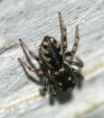 Salticus zebraneus