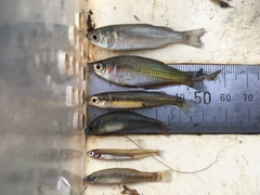 Hypseleotris galii