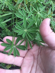 Lupinus oreganus