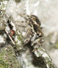 Salticus zebraneus