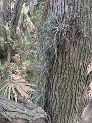 Tillandsia baileyi