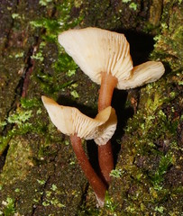 Collybia eucalyptorum