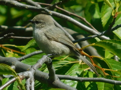 Psaltriparus minimus