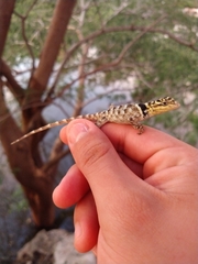 Sceloporus serrifer