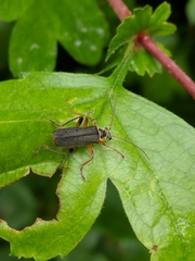 Cantharis nigricans