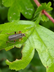 Cantharis nigricans