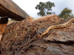 Thamnophis scalaris