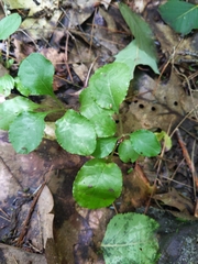 Pyrola elliptica