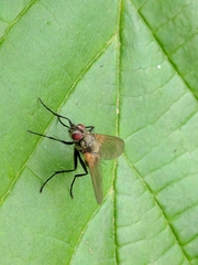 Macquartia grisea