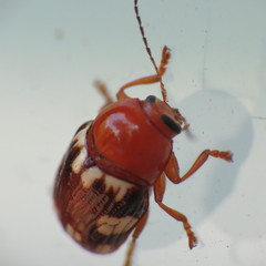 Cryptocephalus badius