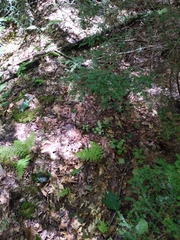 Pyrola elliptica