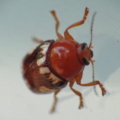 Cryptocephalus badius