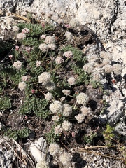 Eriogonum breedlovei