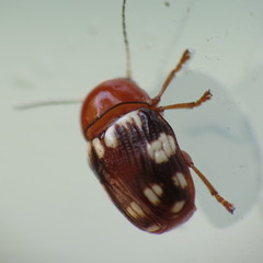 Cryptocephalus badius