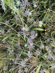Eryngium aristulatum