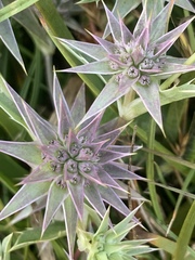 Eryngium aristulatum