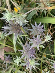 Eryngium aristulatum