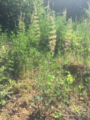 Lupinus oreganus