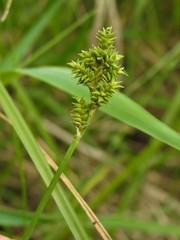 Carex arcta