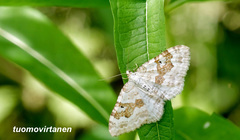 Xanthorhoe montanata