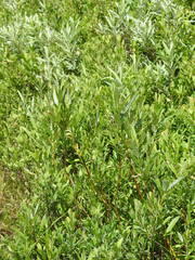 Salix pellita