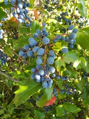 Berberis aquifolium