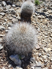 Rapicactus beguinii