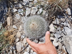 Rapicactus beguinii