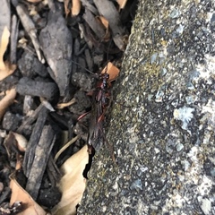 Necydalis diversicollis