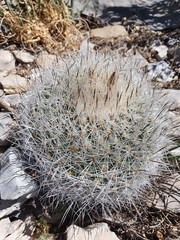 Rapicactus beguinii