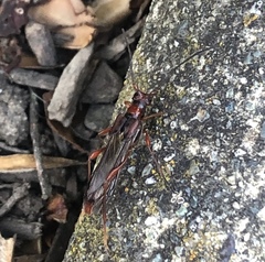 Necydalis diversicollis