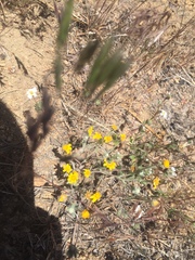 Eriophyllum wallacei