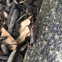 Necydalis diversicollis