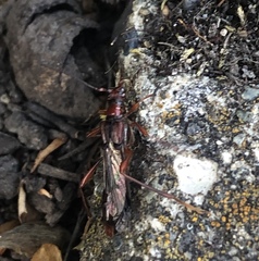 Necydalis diversicollis