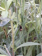 Bombus terricola image
