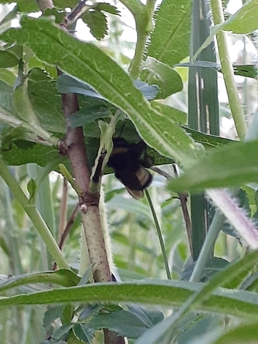 Bombus terricola image