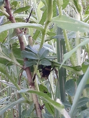 Bombus terricola image