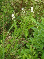Spiraea alba alba