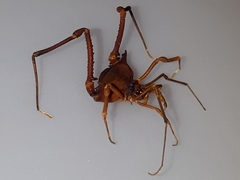 Krateromaspis dilatata