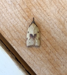 Sparganothis xanthoides